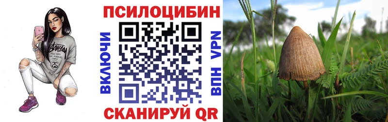купить цена Тетюши Псилоцибиновые грибы Psilocybe